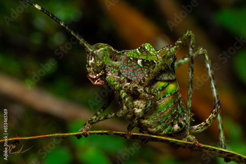 Canvas Print Tanusiella travassosi katydid