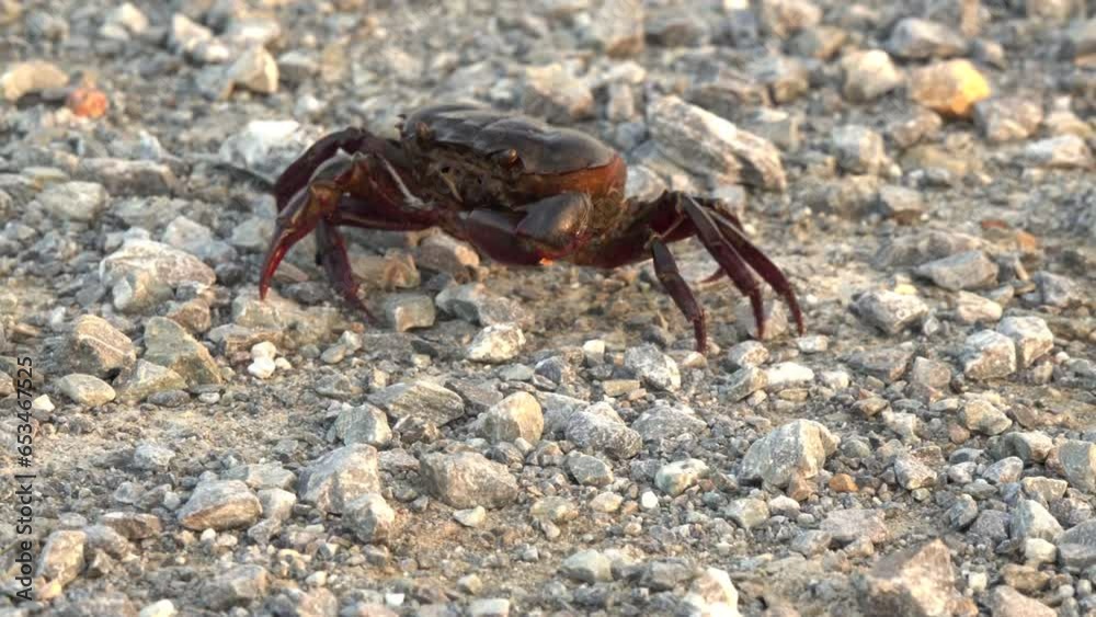 Close-up crab walking on a stone Close-up crab walking on a stone