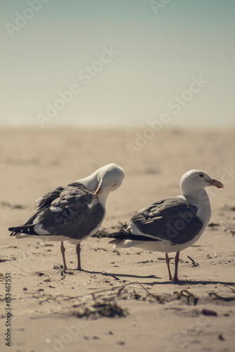 Couple of seagulls Cannon Beach, OR, USA