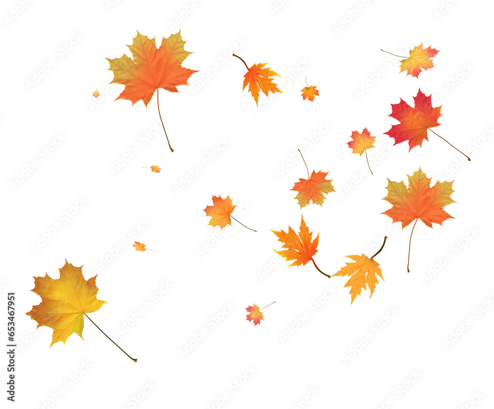 Fototapeta premium Autumn bright maple leaves background.