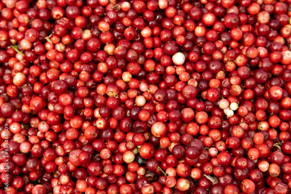 Abstract background from fresh cowberry. Close up. Abstract background from fresh cowberry. Close up.