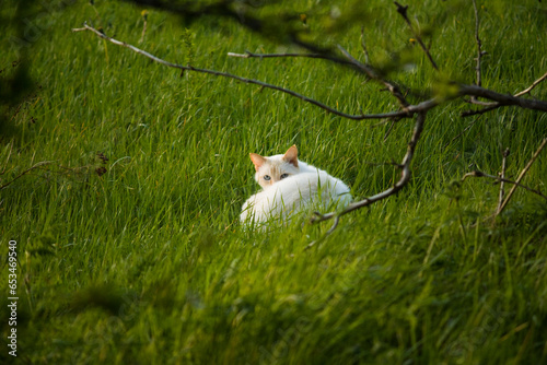 Nervous white cat in the grass staring © Lennart