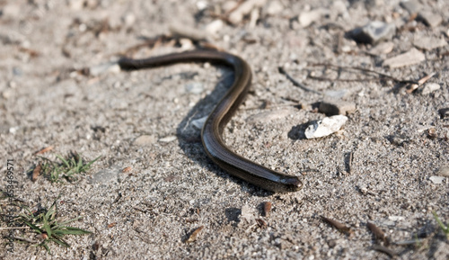 Slow Worm on gravel path 