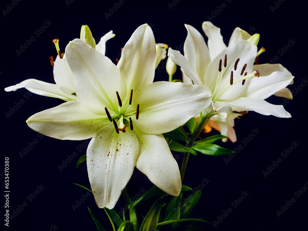Fototapeta premium White lily bouquet on dark background. Soft and airy look. Nature beauty.