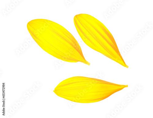 Flying sunflower petals on white background