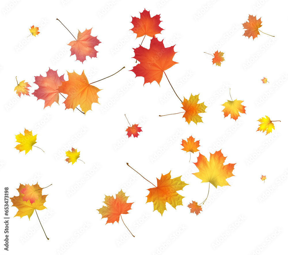 Fototapeta premium Pattern with Colorful Autumn leaves.