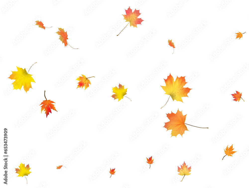 Autumn background made of beautiful maple leaves.