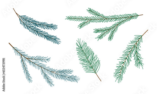 Set of green spruce pine fir branches isolated on white. Coniferous tree twigs for design. Hand drawn evergreen plant. Christmas new year holidays concept. Design element