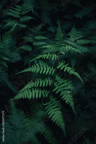 Beautiful natural native fern in dark forest setting     New Zealand  silver fern  lush foliage  dark shadows  cinematic