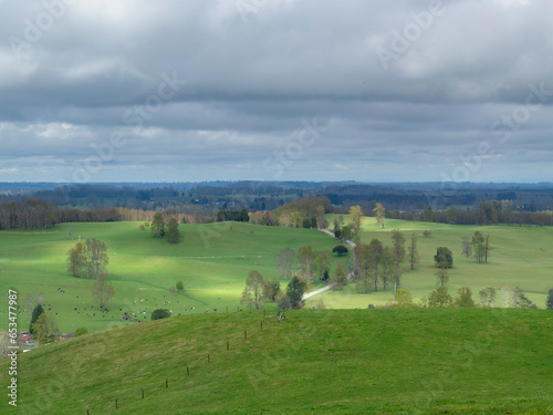 landscape with cows