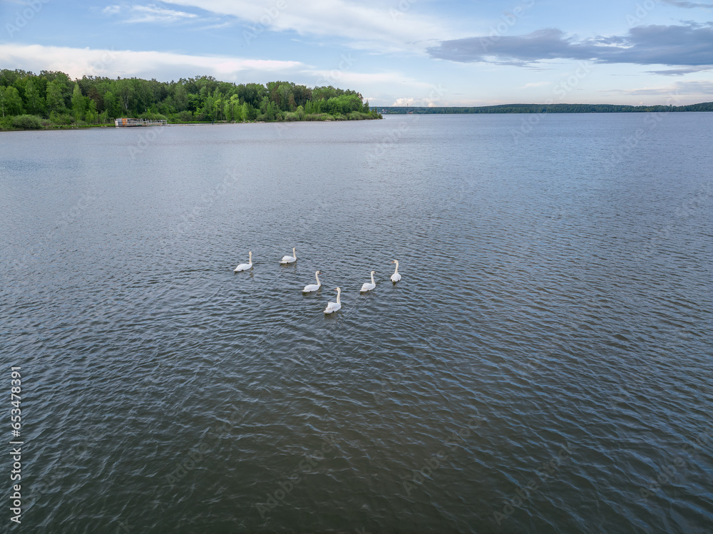 Aerial view of some white swan birds on a lake during a beautiful summer morning. Birds in nature.