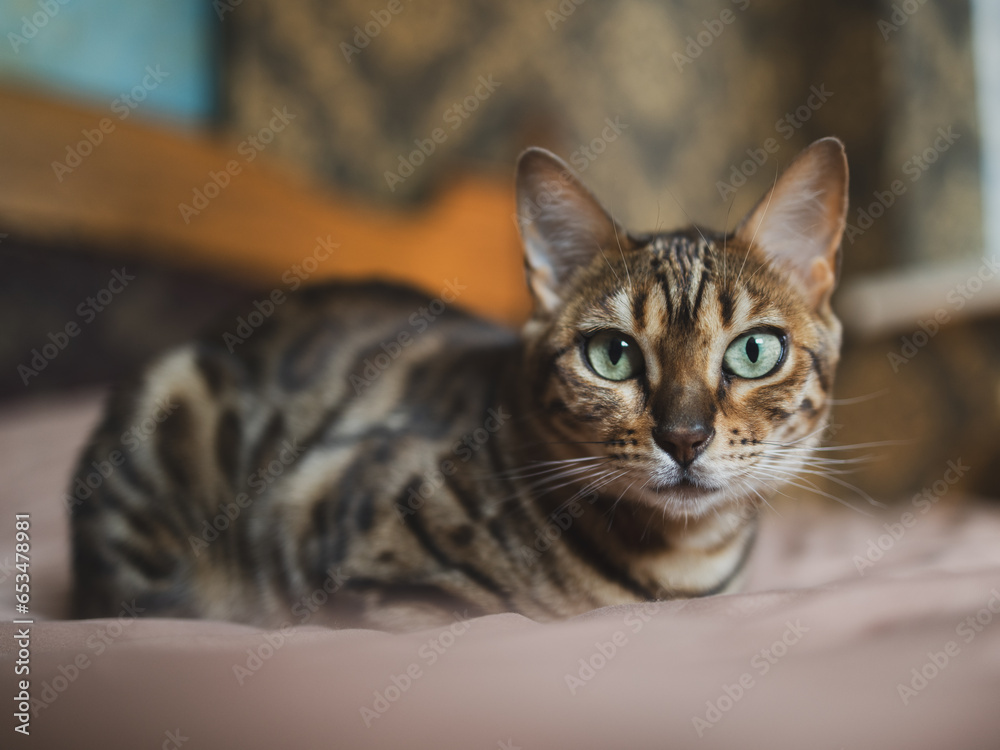 Portrait of a Bengal cat