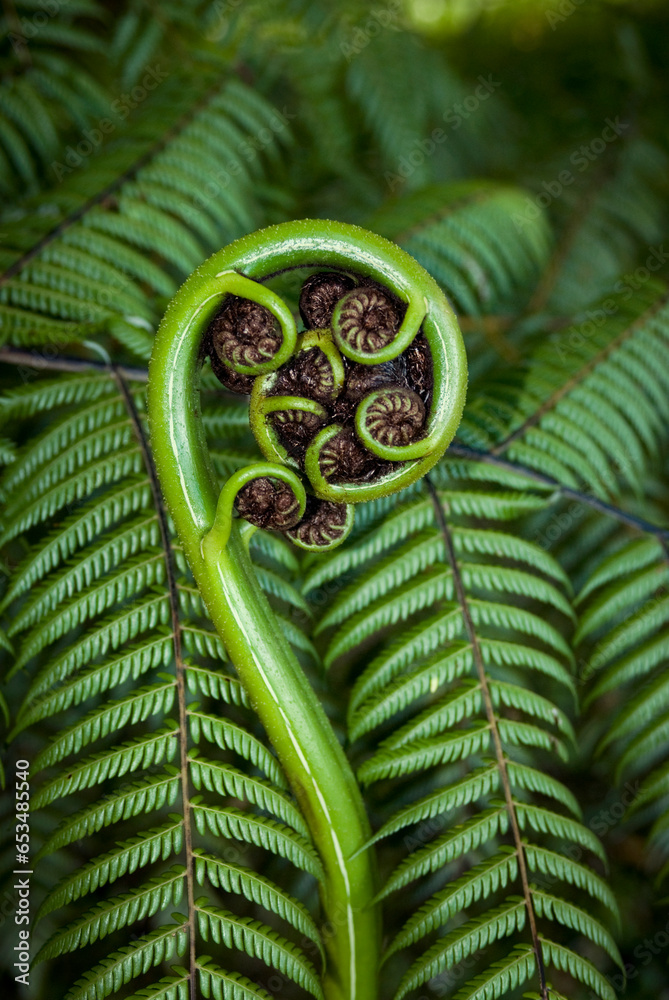 New shoot of fern frond on New Zealand tree fern. The koru (Māori for 'loop or coil') is a spiral shape based on the new unfurling frond - obrazy, fototapety, plakaty 