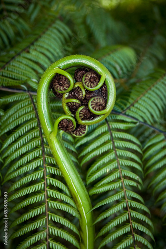 New shoot of fern frond on New Zealand tree fern. The koru (Māori for 'loop or coil') is a spiral shape based on the new unfurling frond photo
