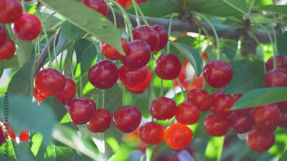 Fresh red cherries with green leaves. Sweet ripe fruit concept in orchard, green leaves background Fresh red cherries with green leaves. Sweet ripe fruit concept in orchard, green leaves background