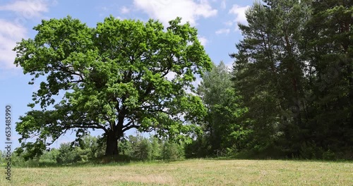 old tall oak with green foliage during drought, old oak in the hot summer season photo