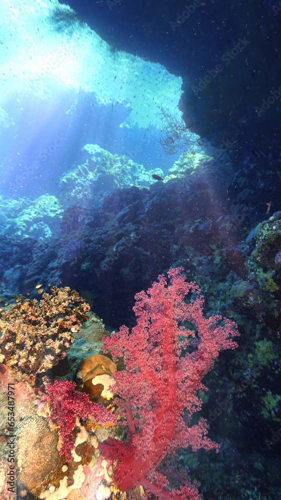 Fototapeta premium Underwater photo of colorful soft corals inside a cave with rays of sunlight