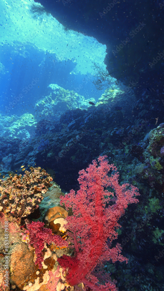 Naklejka premium Underwater photo of colorful soft corals inside a cave with rays of sunlight
