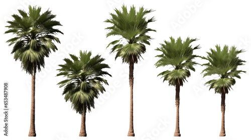 
Palm trees collection, transparent PNG