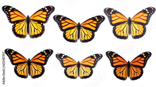 butterfly collection, transparent background PNG, danaus species photo