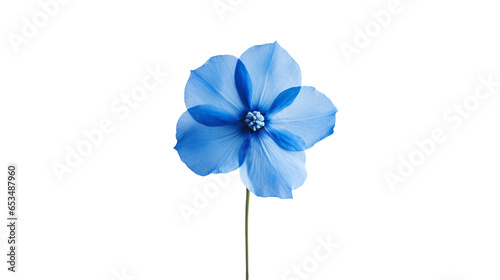 Blue flower, png, no background