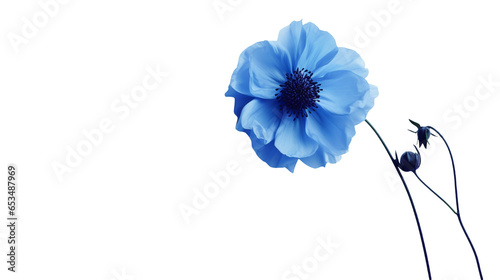 Blue flower, png, no background