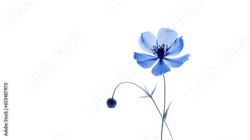 Blue flower, png, no background