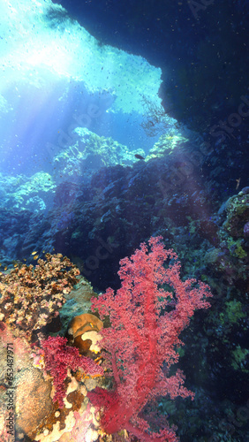 Underwater photo of colorful soft corals inside a cave with rays of sunlight