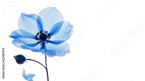 Blue flower, png, no background