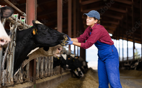 Female farmer worker feeds cows in open cowshed at farm