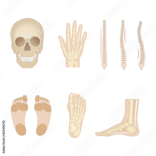 Realistic human bones. Isolated anatomical body parts, skeleton elements, front view of skull, feet, arms and, pelvis, various joints, educational medical model, full vector set