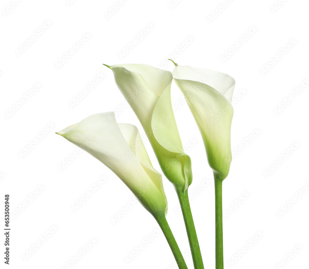 Obraz premium Beautiful calla lily flowers on white background
