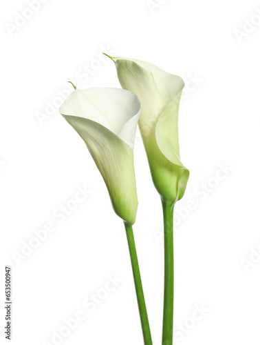 Beautiful calla lily flowers on white background