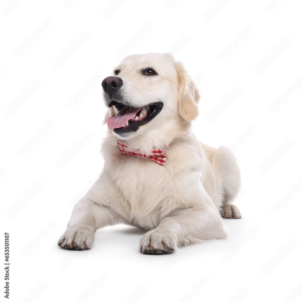 Cute Labrador Retriever with stylish bow tie on white background