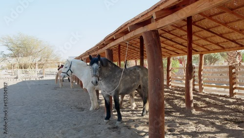 Horses in the desert of Tarapaca, Atacama, Chile photo