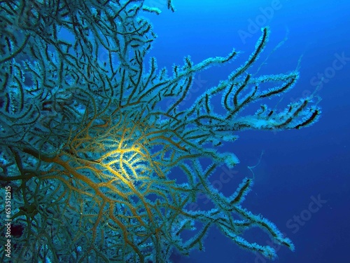 coral reef in the blue sea