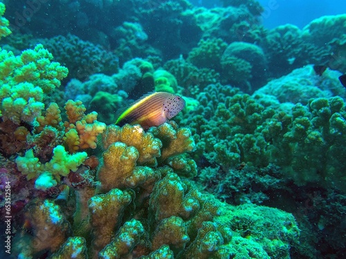 coral reef and freckled hawkfish