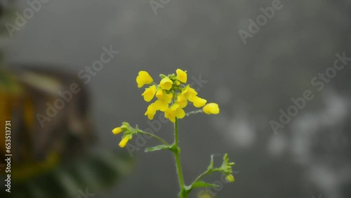 Hd video of Rapeseed flower. Canola flower. Mustard flowers. The Sinapis arvensis detail of Diplotaxis flowering. Rapeseed flower. Canola flower Field. Mustard field. photo