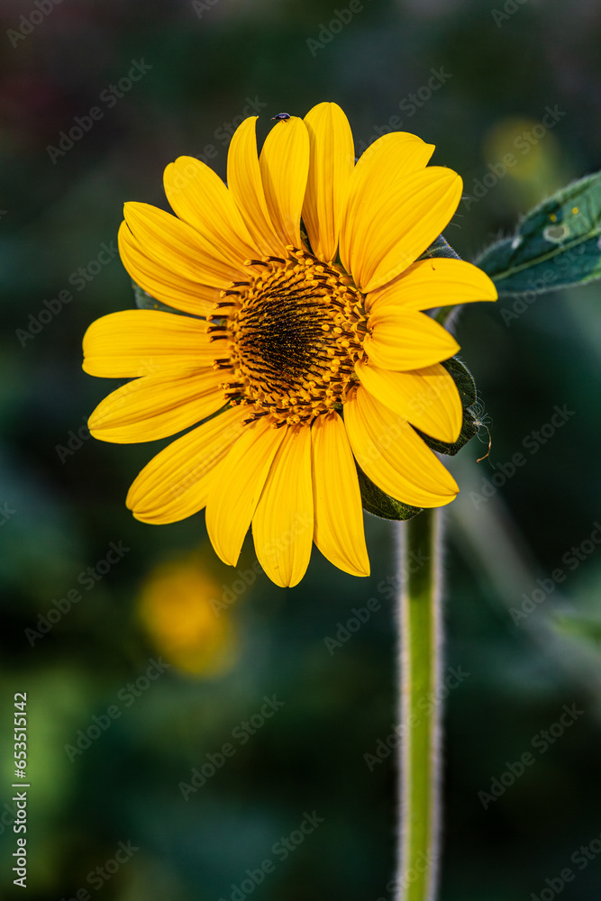 Obraz premium Girasol