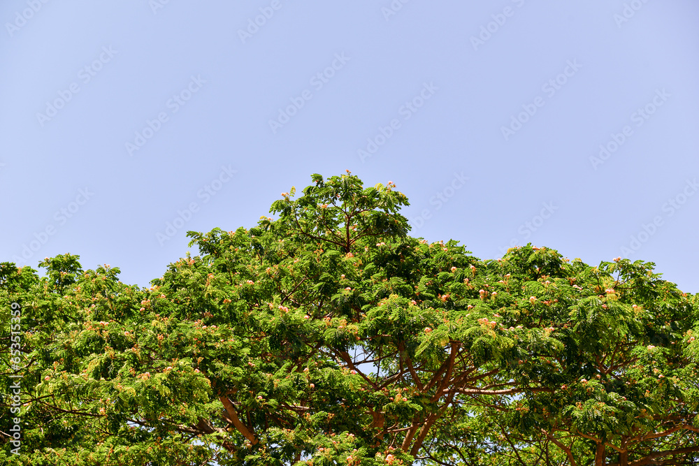 Fototapeta premium Group of tree sky background