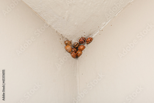 A cluster of Asian lady beetles in the corner of a ceiling and wall photo