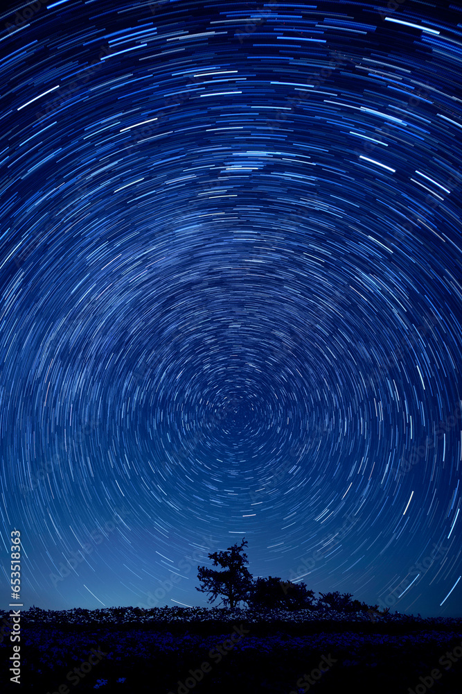 Fototapeta premium 空巡る星々と一本の木