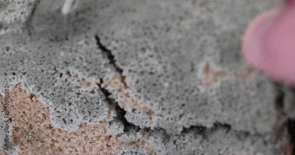 dangerous pieces of bread covered with mold on the table, a loaf of bread made of wheat and rye flour spoiled by bacteria and mold dangerous pieces of bread covered with mold on the table, a loaf of bread made of wheat and rye flour spoiled by bacteria and mold