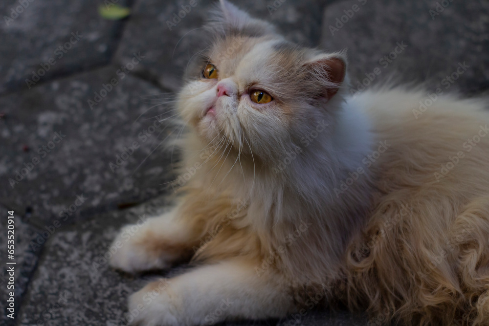 calico persian cat close up face photo