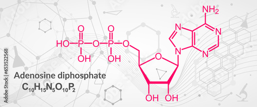 ADP or adenosine diphosphate molecular structure. DNA and RNA building block consisting of nitrogenous base, sugar and phosphate.