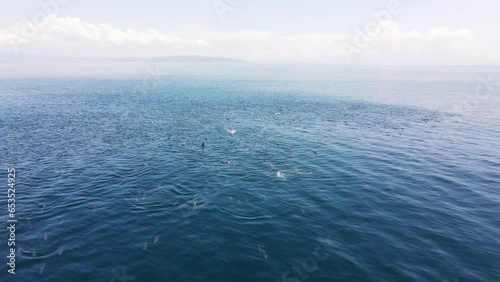 Aerial shot of a large group of spinner dolphins swimming together in the Pacific Ocean off the coast of Costa Rica. The long-beaked common dolphins are jumping and feeding on small pelagic fish photo