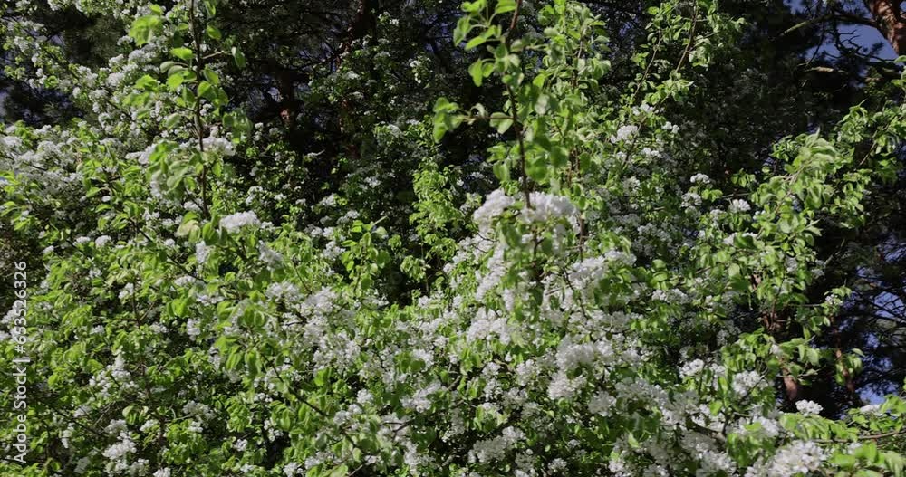 a branch of a flowering pear with green foliage, a butterfly and beautiful white flowers on a fruit pear during pollination a branch of a flowering pear with green foliage, a butterfly and beautiful white flowers on a fruit pear during pollination