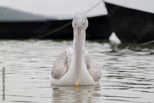 Fototapeta Naklejka Na Ścianę i Meble -  Pelicans in Lake Manyas