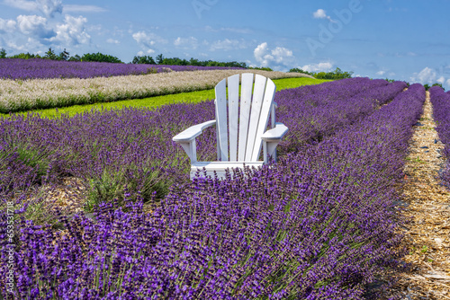 Lavender field with blooming lavender, Ontadio, Canada
