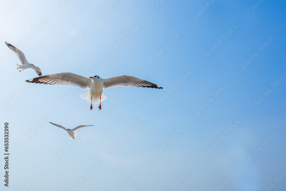 The seagull soaring in the blue sky. Seagulls fly high in the cloudless sky. Birds of prey fly in the clear blue sky. Birds fly in search of insects or fish. Seabird in flight. The seagull soaring in the blue sky. Seagulls fly high in the cloudless sky. Birds of prey fly in the clear blue sky. Birds fly in search of insects or fish. Seabird in flight.